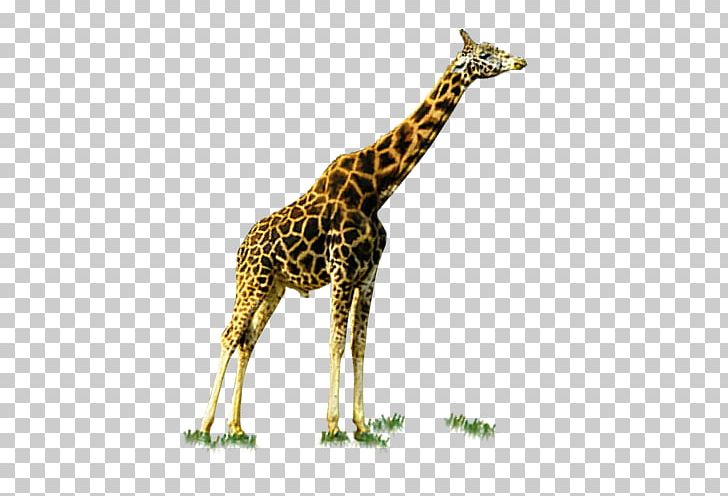 Giraffe Deer PNG, Clipart, Adult, Adult Birthday, Adult Child, Animal, Animals Free PNG Download