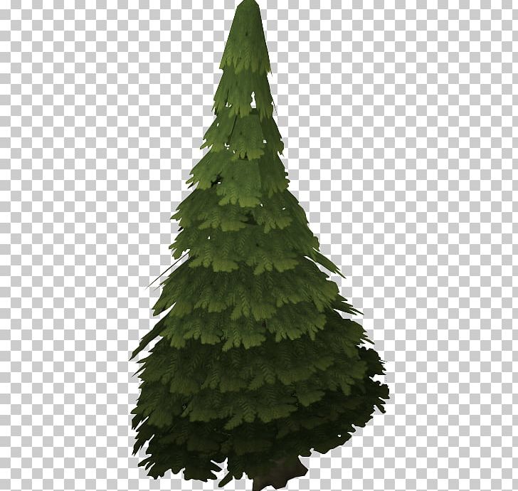 Pine Spruce Noble Fir Evergreen Tree PNG, Clipart, American Holly, Biome, Bristlecone Pine, Christmas Decoration, Christmas Ornament Free PNG Download