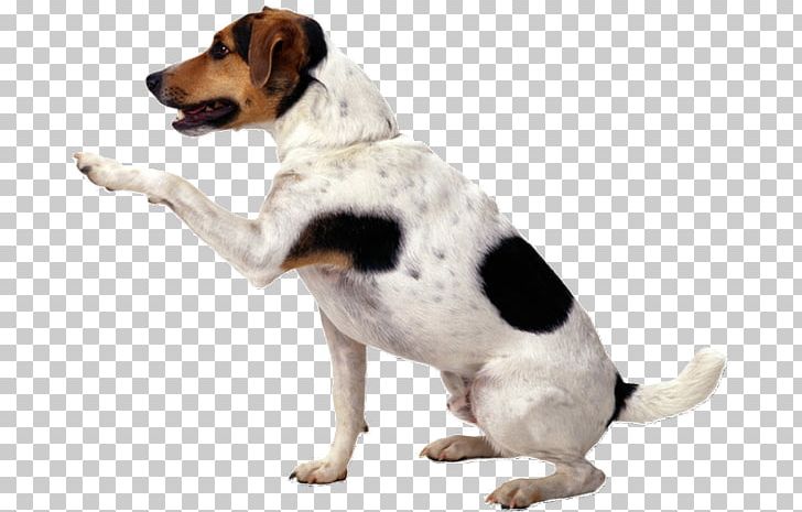 Jack Russell Terrier Puppy Shih Tzu Pet Sitting Cat PNG, Clipart, American Foxhound, Animals, Companion Dog, Dog, Dog Breed Free PNG Download