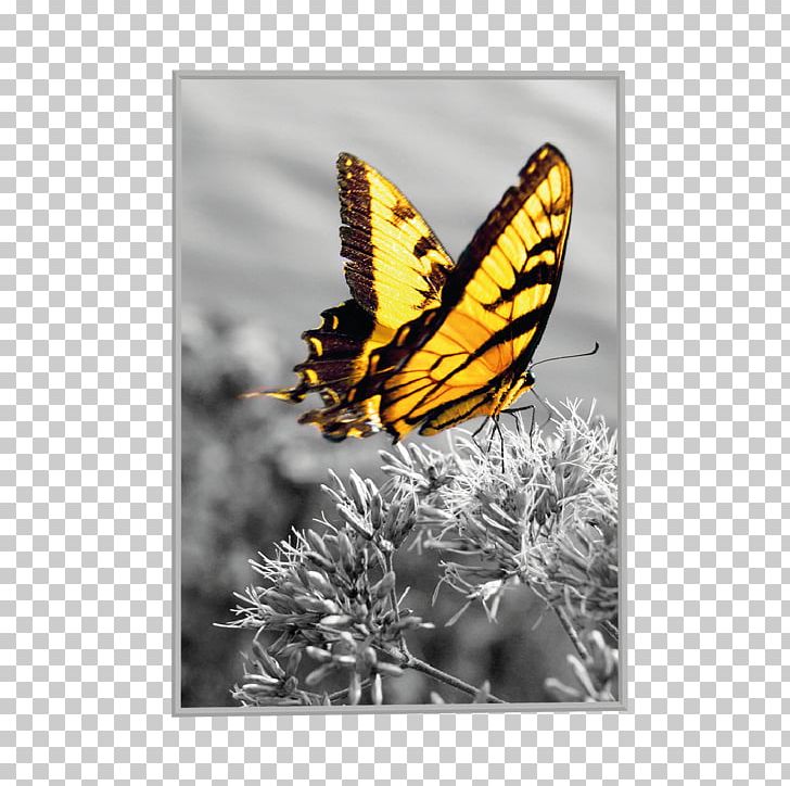 Monarch Butterfly Pieridae Insect Moth PNG, Clipart, Arthropod, Brush Footed Butterfly, Butterflies And Moths, Butterfly, Caterpillar Free PNG Download