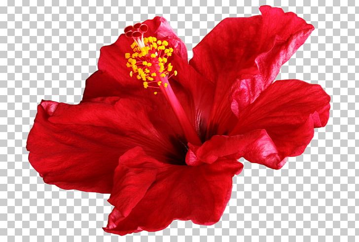 Shoeblackplant Desktop PNG, Clipart, Annual Plant, China Rose, Desktop Wallpaper, Digital Image, Flower Free PNG Download