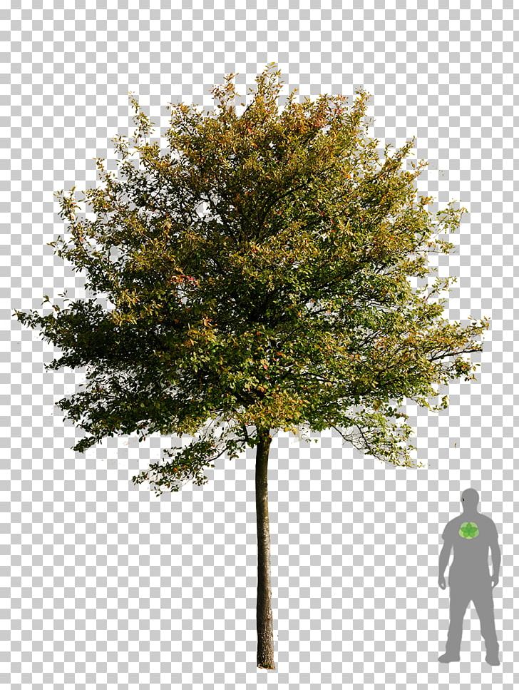 Tree Transparency And Translucency PNG, Clipart, Beech, Bonsai, Branch, Clip Art, Computer Icons Free PNG Download