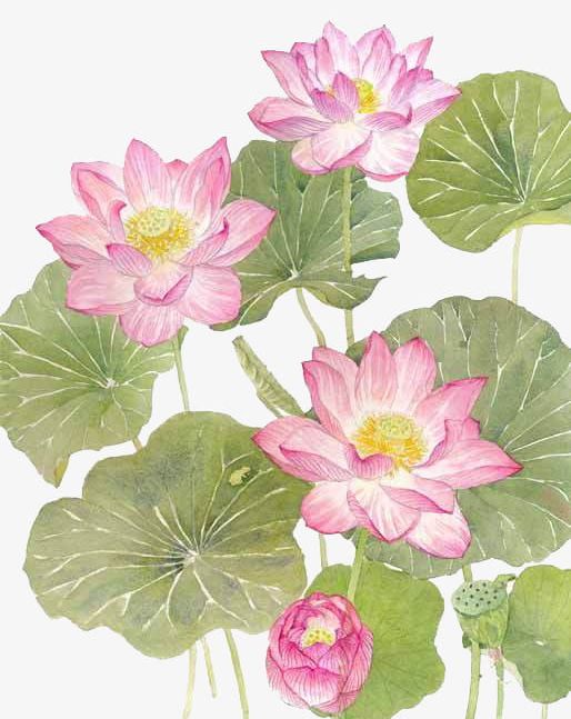 Watercolor Lotus PNG, Clipart, Autumn, Cartoon, Decorate, Hand, Leaf Free PNG Download