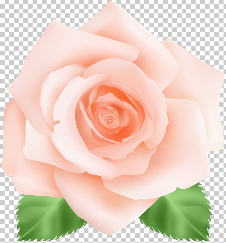 Garden Roses Centifolia Roses Pink Floribunda PNG, Clipart, Centifolia Roses, Clip Art, Clipart, Cut Flowers, Floral Design Free PNG Download