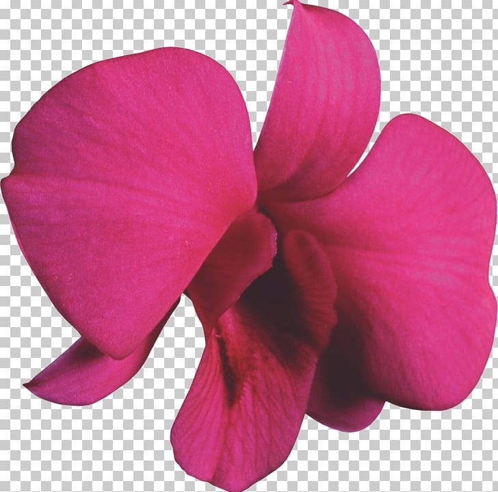 Moth Orchids Flower PNG, Clipart, Depositfiles, Euclidean Flower, Flower, Flowering Plant, Garden Roses Free PNG Download