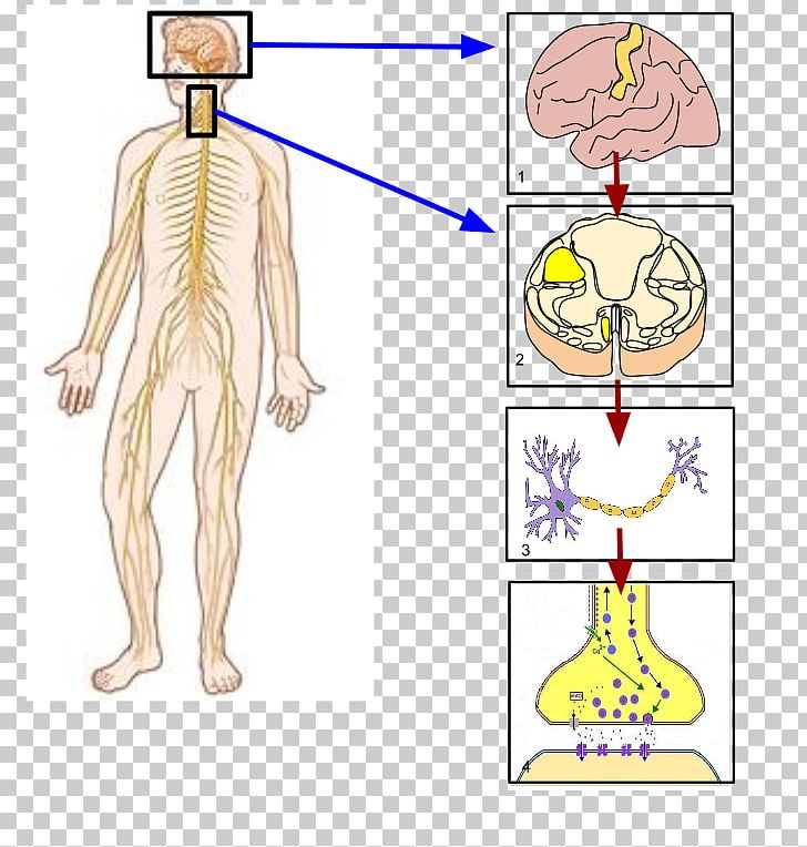 Featured image of post Nervous System Cartoon - Polish your personal project or design with these autonomic.