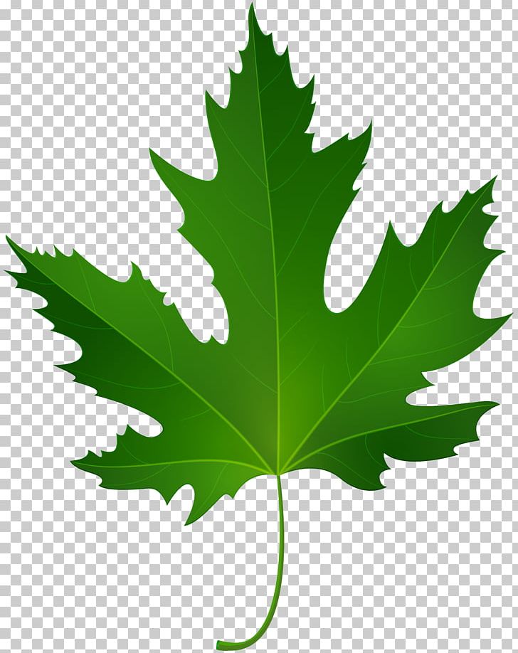 Maple Leaf Green PNG, Clipart, Autumn, Autumn Leaf Color, Desktop Wallpaper, Green, Leaf Free PNG Download