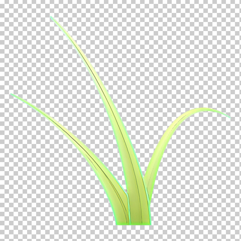 Plant Grass Flower Grass Family Leaf PNG, Clipart, Flower, Grass, Grass Family, Leaf, Plant Free PNG Download