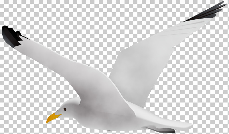 Bird European Herring Gull Gull White Beak PNG, Clipart, Beak, Bird, European Herring Gull, Great Blackbacked Gull, Gull Free PNG Download