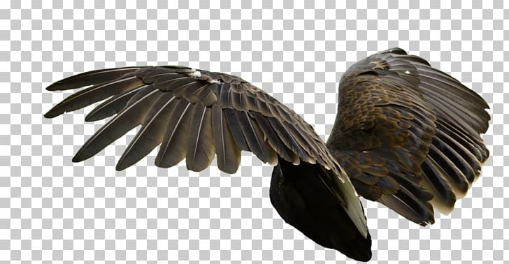 Bird Of Prey PNG, Clipart, 26 October, Art, Artist, Beak, Bird Free PNG Download