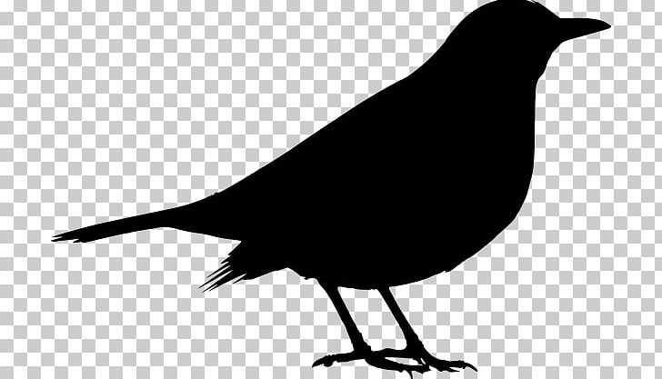 Common Blackbird PNG, Clipart, American Crow, Animals, Beak, Bird, Bird Silhouette Free PNG Download