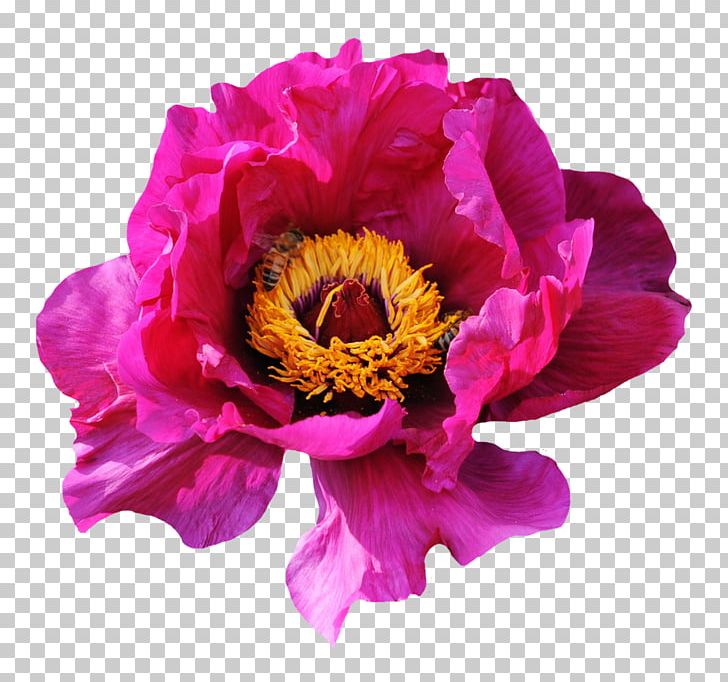 Flower Rose PNG, Clipart, Annual Plant, Blume, Color, Cut Flowers, Desktop Wallpaper Free PNG Download