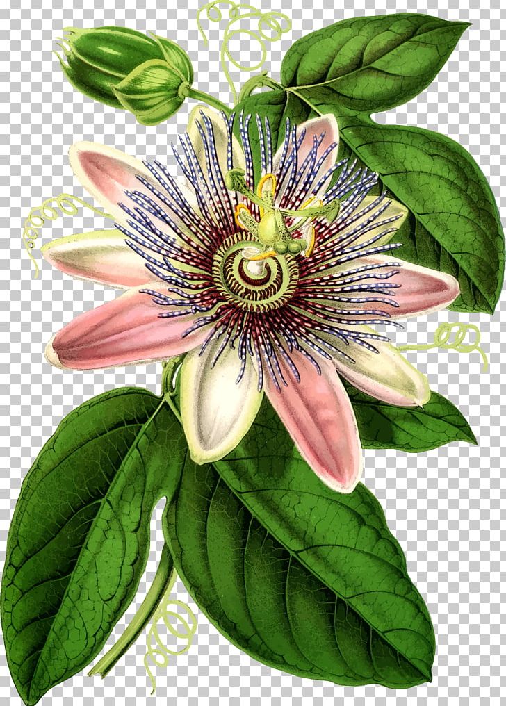 Purple Passionflower Bluecrown Passionflower Botanical Illustration Botany PNG, Clipart, Art, Botanical Illustration, Botany, Drawing, Flower Free PNG Download