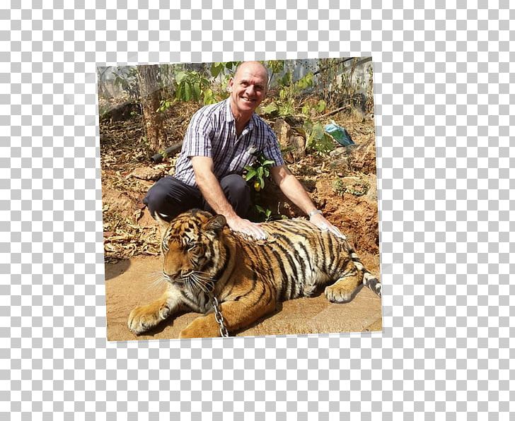 Tiger Cat Fauna Terrestrial Animal Wildlife PNG, Clipart, Animal, Animals, Big Cat, Big Cats, Carnivoran Free PNG Download