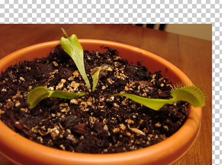 Flowerpot Herb Houseplant PNG, Clipart, Flowerpot, Herb, Houseplant, Plant, Venus Fly Trap Free PNG Download