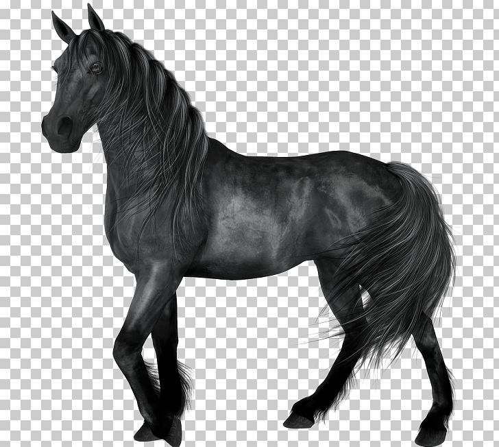 Horse Black PNG, Clipart, American Quarter Horse, Animal, Animals, Black, Black And White Free PNG Download