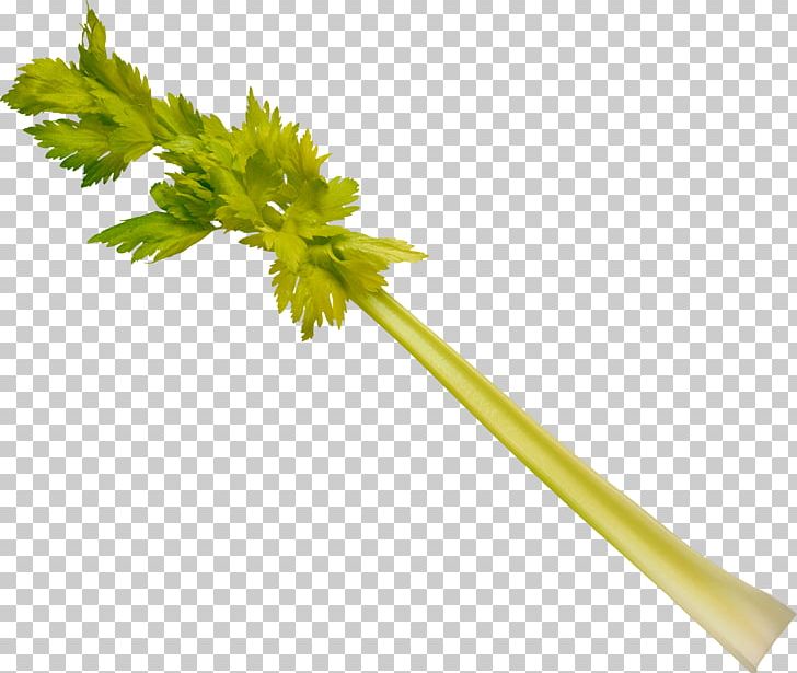 Leaf Celery Stock Photography Vegetable Plant Stem Celeriac PNG, Clipart, Celeriac, Celery, Food, Food Drinks, Fotosearch Free PNG Download