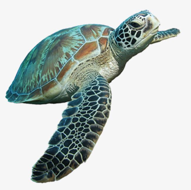 Sea Turtle PNG, Clipart, Air, Animal, Breath, Colour, Decorate Free PNG Download