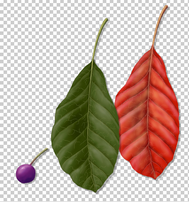 Leaf Plant Flower Tree Woody Plant PNG, Clipart, Anthurium, Flower, Fruit, Leaf, Plant Free PNG Download