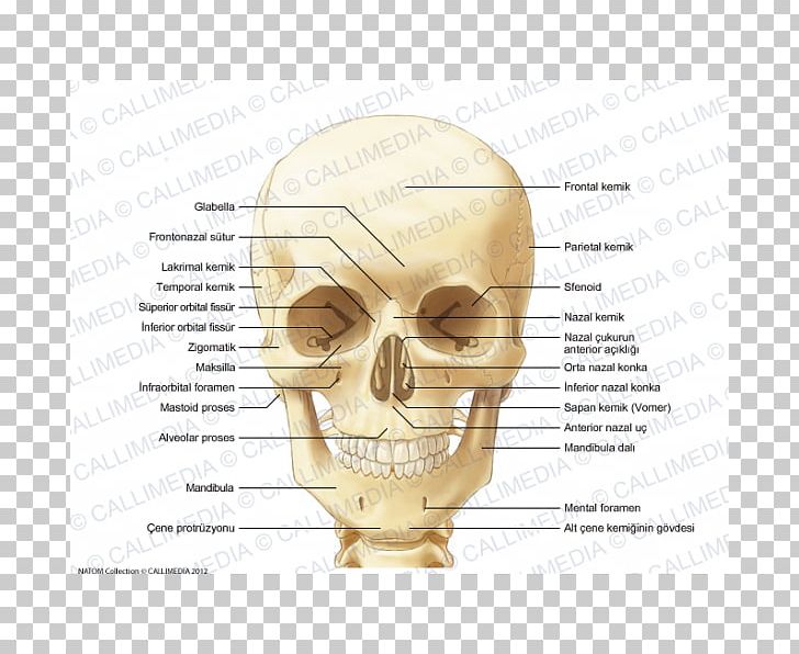 Human Skull Ear Sphenoid Bone Anatomy PNG, Clipart, Anatomy, Bone, Diagram, Ear, Face Free PNG Download
