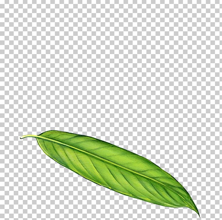 Leaf Tropical Rainforest Dendrocnide Moroides Variegation PNG, Clipart, Breathing, Dendrocnide Moroides, Forest, Leaf, Leaf Blowers Free PNG Download