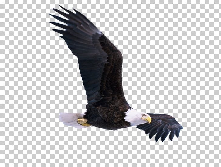 Bald Eagle Bird PNG, Clipart, Accipitriformes, Aigle, Animals, Aquila, Bald Eagle Free PNG Download