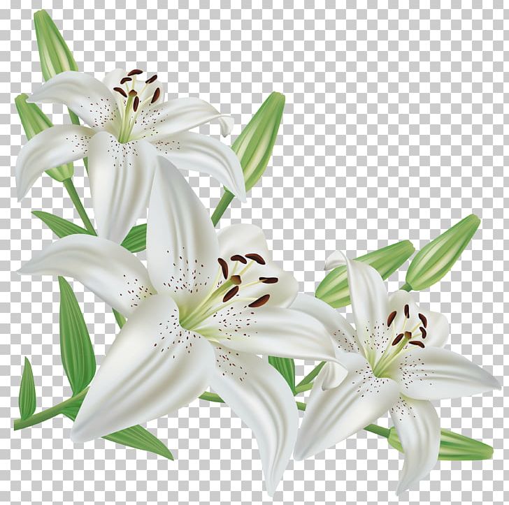 Lilium Candidum Easter Lily Lilium Regale Flower PNG, Clipart, Arumlily, Callalily, Color, Cut Flowers, Easter Lily Free PNG Download
