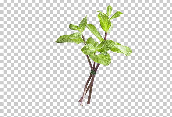 Mint U6e7fu75b9 PNG, Clipart, Branch, Decoration, Diagram, Download, Eczema Free PNG Download