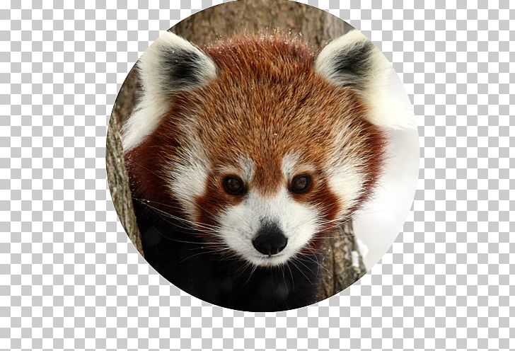 Red Panda Giant Panda Raccoons Animal Mammal PNG, Clipart, Ailurus, Animal, Animals, Bear, Carnivora Free PNG Download