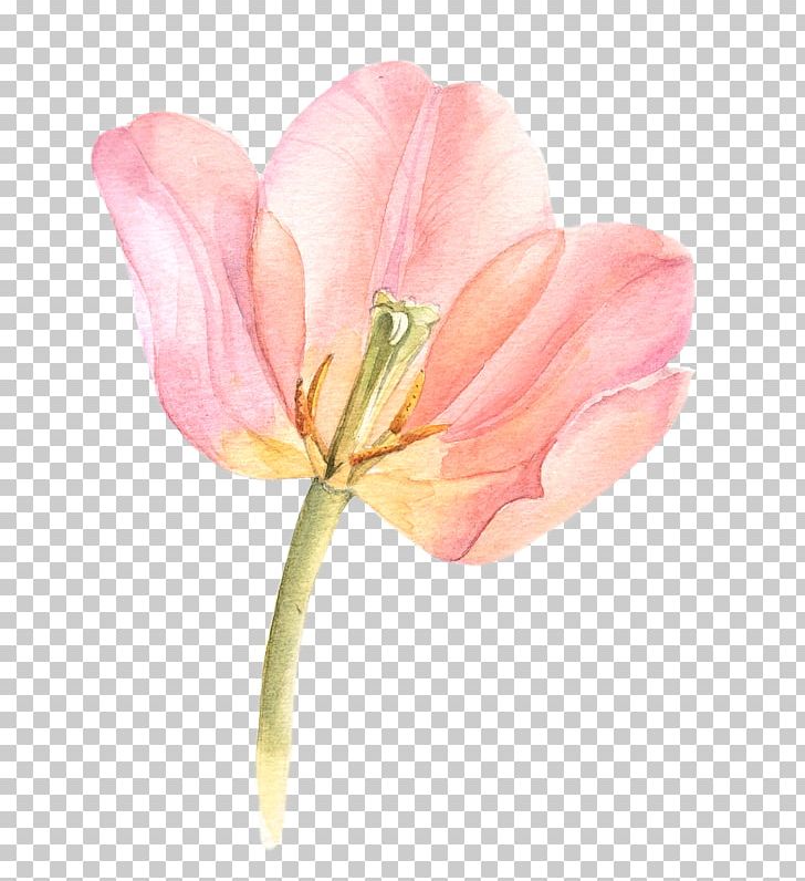 Watercolor Painting Flowers In Watercolor Tulip Watercolour Flowers PNG, Clipart, Blossom, Bud, Closeup, Floristry, Flower Free PNG Download