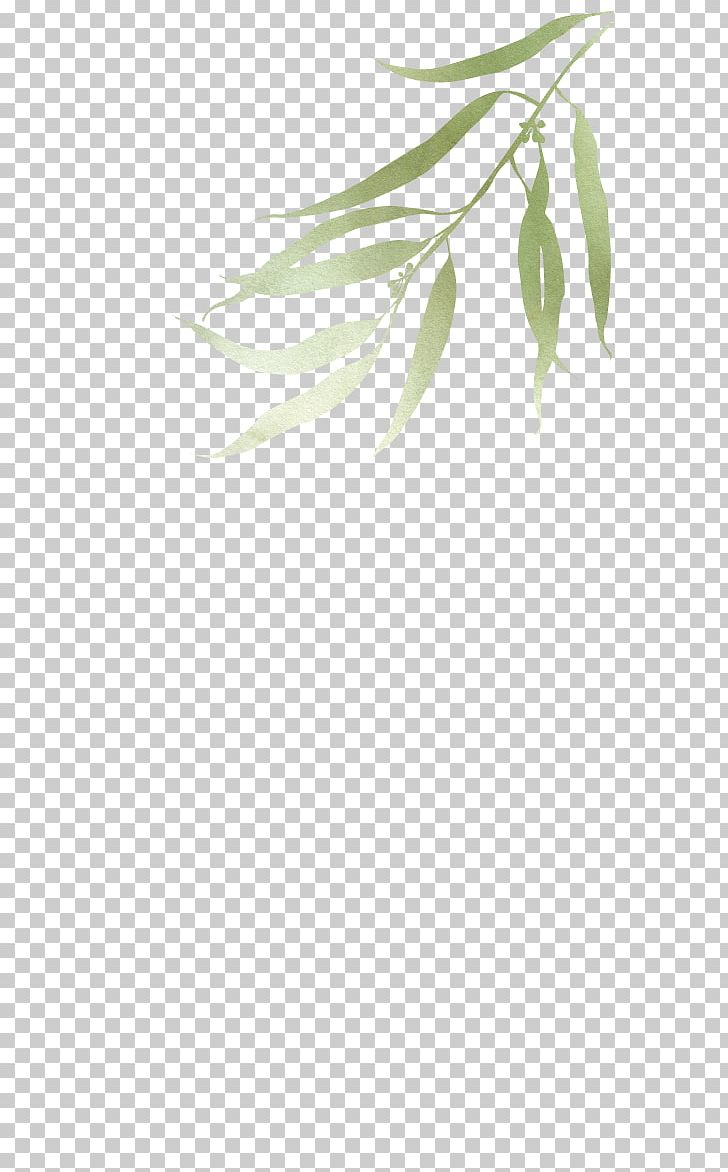 Branch Leaf Plant Stem Twig Tree PNG, Clipart, Branch, Eucalyptus, Grass, Leaf, Line Free PNG Download