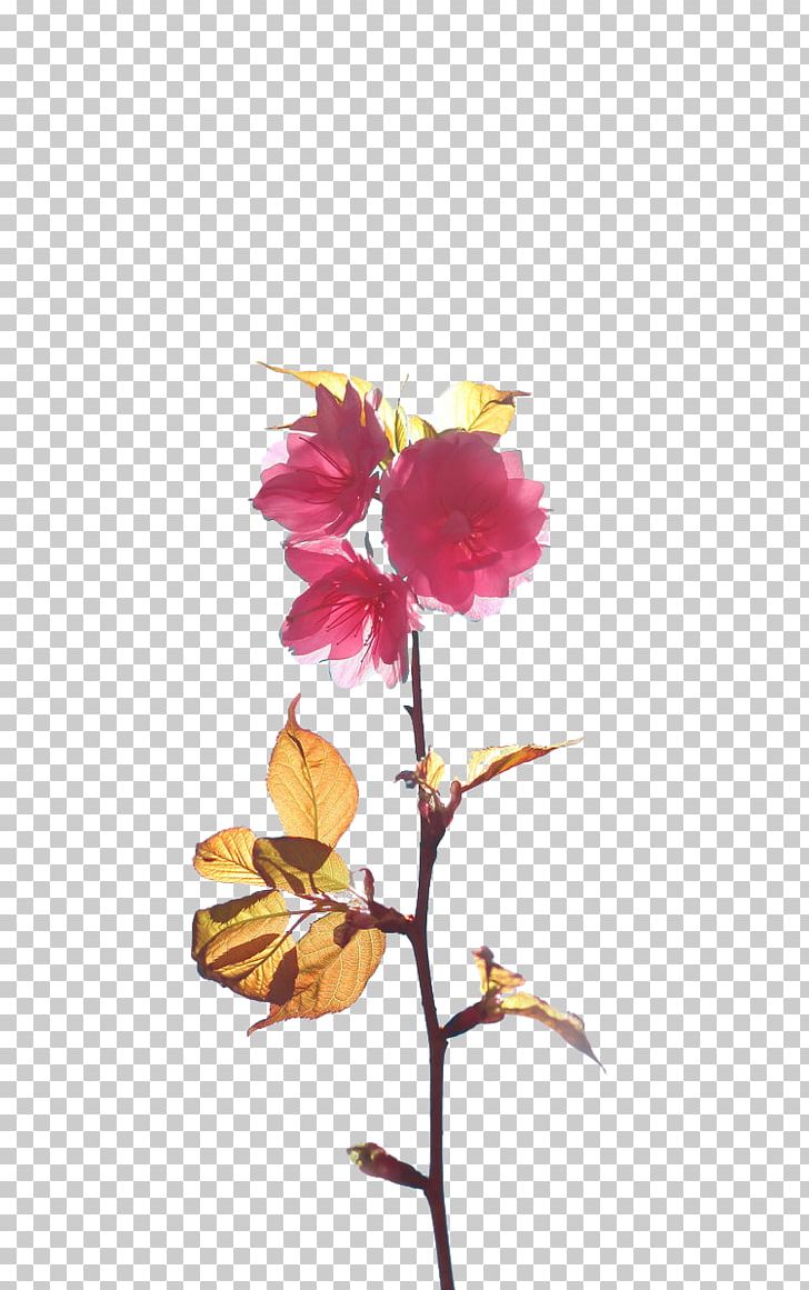 Cherry Blossom Branch Floral Design PNG, Clipart, Blossoms, Cherry, Cherry Blossoms, Cut Flowers, Designer Free PNG Download