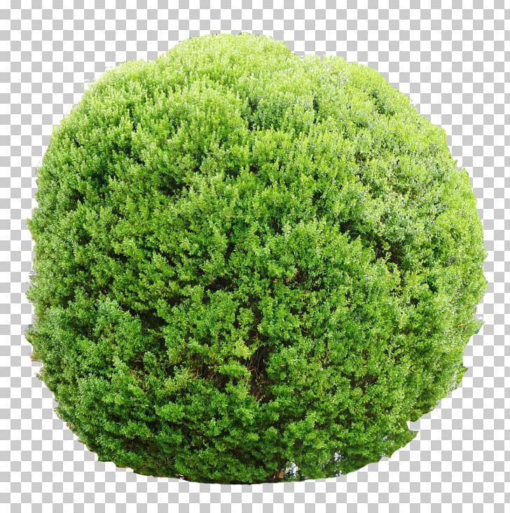 Tree Shrub Vegetation Garden Lawn PNG, Clipart, Blueberry, Evergreen, Flower Garden, Garden, Gardening Free PNG Download