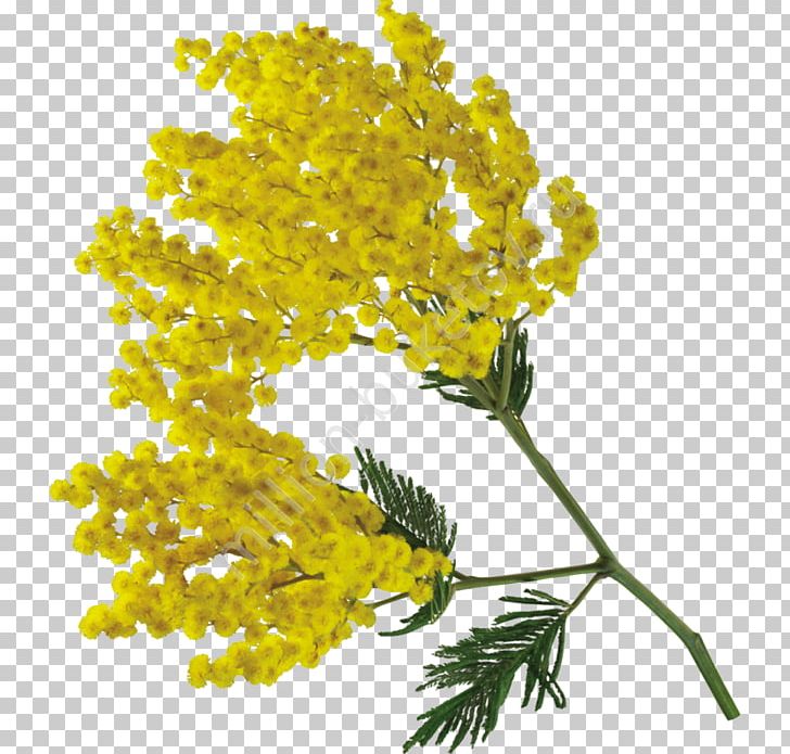 Mimosa Bellini PNG, Clipart, Bellini, Branch, Flora, Flower, Flowering Plant Free PNG Download