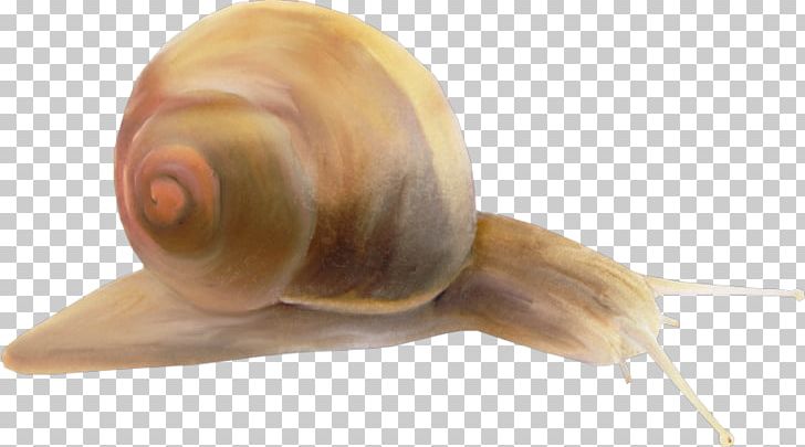 Pond Snails Schnecken Sea Snail PNG, Clipart, Animals, Escargot, Invertebrate, Lymnaeidae, Molluscs Free PNG Download