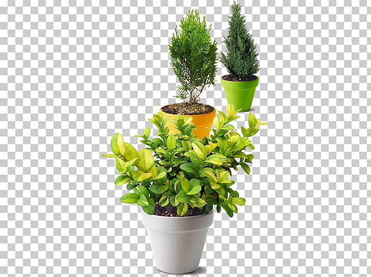Sad Master Landshaft Nursery Klioma Servis Flowerpot Tree PNG, Clipart, Evergreen, Flowerpot, Herb, Houseplant, Material Free PNG Download