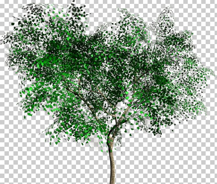 Tree Rendering PNG, Clipart, 3d Rendering, Branch, Clip Art, Data, Flowering Plant Free PNG Download