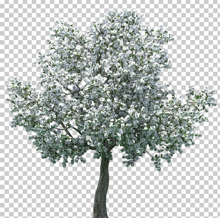 Tree Cherry Blossom PNG, Clipart, Apricot, Blossom, Branch, Cherry Blossom, Desktop Wallpaper Free PNG Download