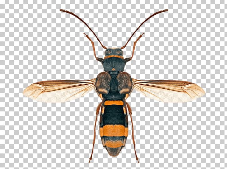 Hornet Honey Bee Longhorn Beetle PNG, Clipart, Animal, Animals, Antenna, Arthropod, Asian Longhorned Beetle Free PNG Download
