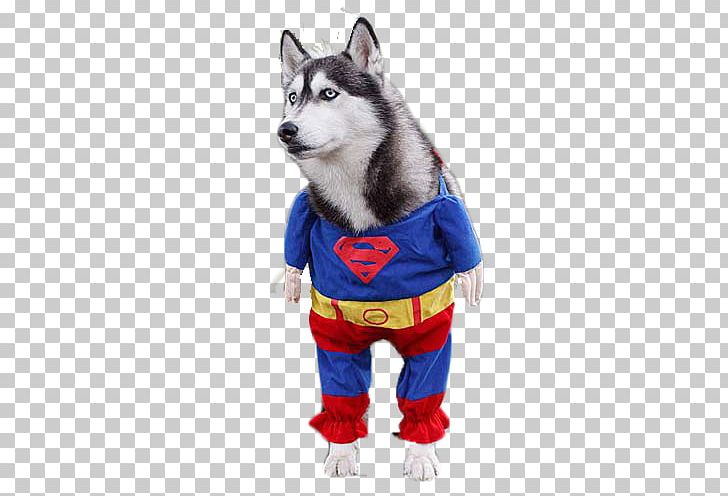 Siberian Husky Clark Kent Pet PNG, Clipart, Carnivoran, Chibi Superman, Clark Kent, Clothing, Courage Free PNG Download