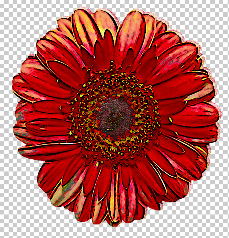 Transvaal Daisy Chrysanthemum Floristry Cut Flowers Dahlia PNG, Clipart, Chrysanthemum, Cut Flowers, Dahlia, Floristry, Flower Free PNG Download