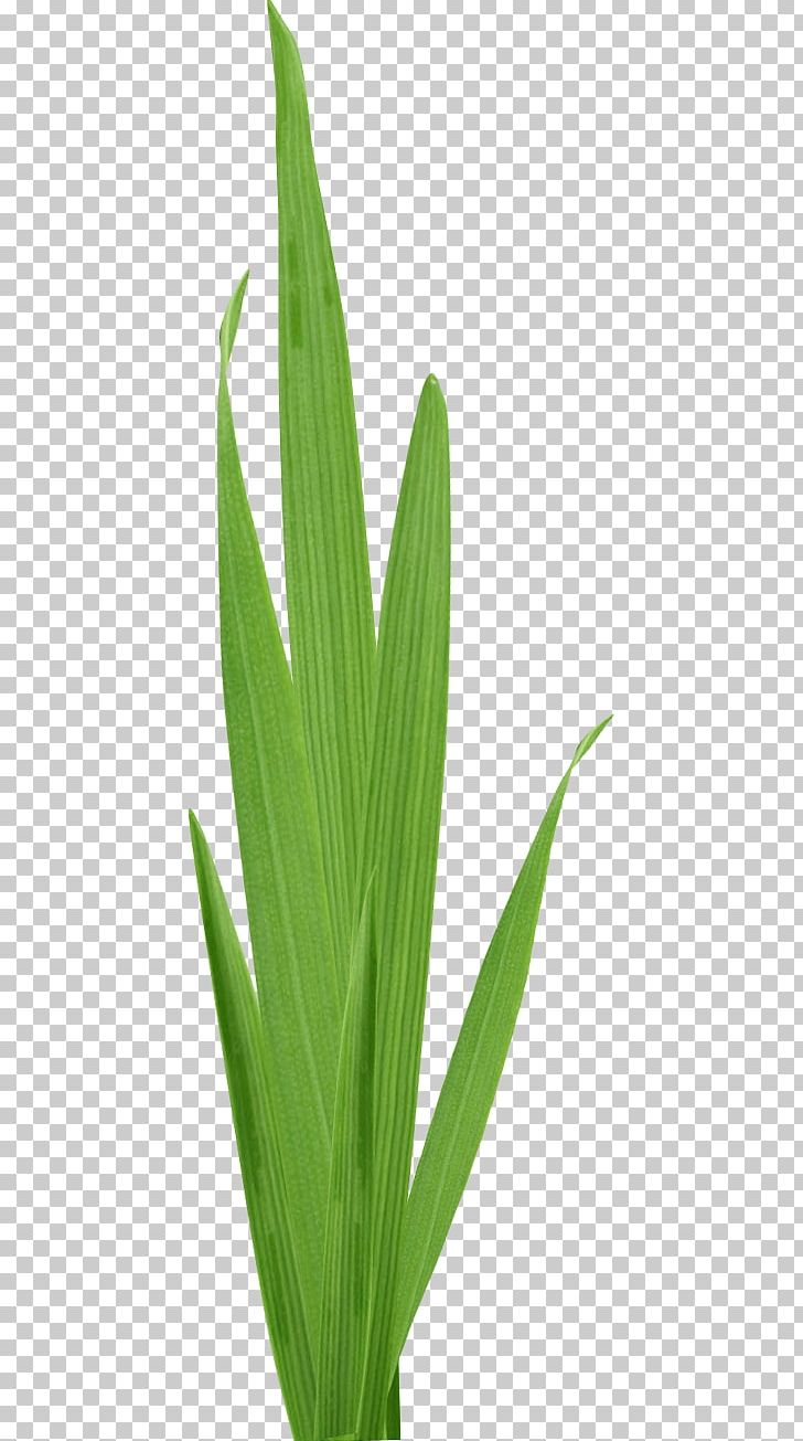 Leaf Cartoon Plant Stem PNG, Clipart, Background Green, Cartoon, Download,  Grass, Grasses Free PNG Download