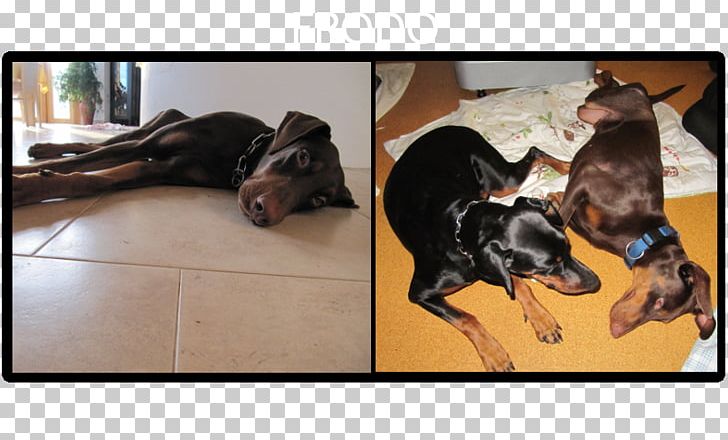 Dobermann Rottweiler Dog Breed Puppy German Pinscher PNG, Clipart, Animals, Breed, Carnivoran, Crossbreed, Dobermann Free PNG Download