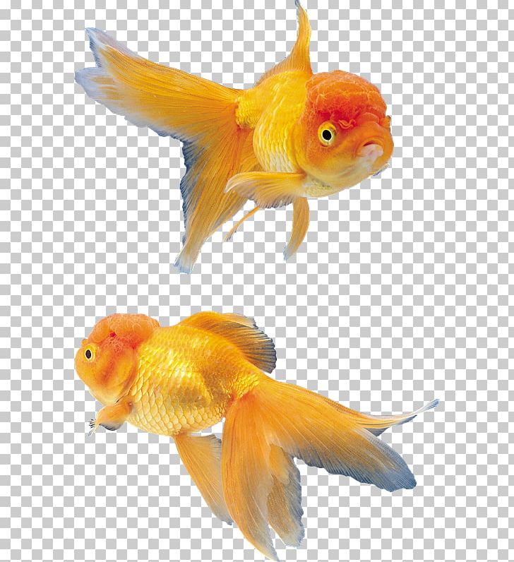 ディスワン高崎矢中店 Tropical Fish PNG, Clipart, Bony Fish, Clip Art, Download, Drawing, Fauna Free PNG Download