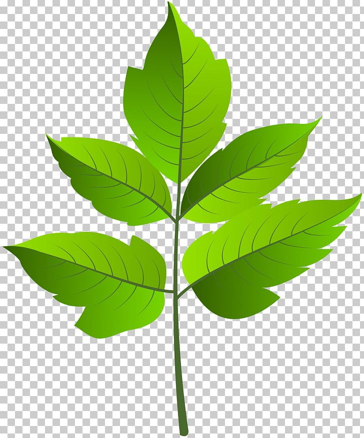 Leaf PNG, Clipart, Blog, Branch, Color, Computer Icons, Cut Copy And Paste Free PNG Download