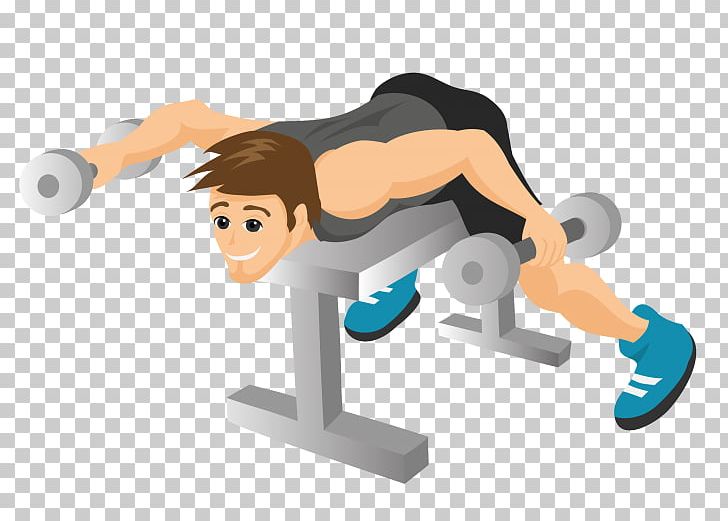 Muscle Hypertrophy Exercise Weight Training Human Back PNG, Clipart, Angle, Arm, Barbell, Bench Press, Cartoon Free PNG Download