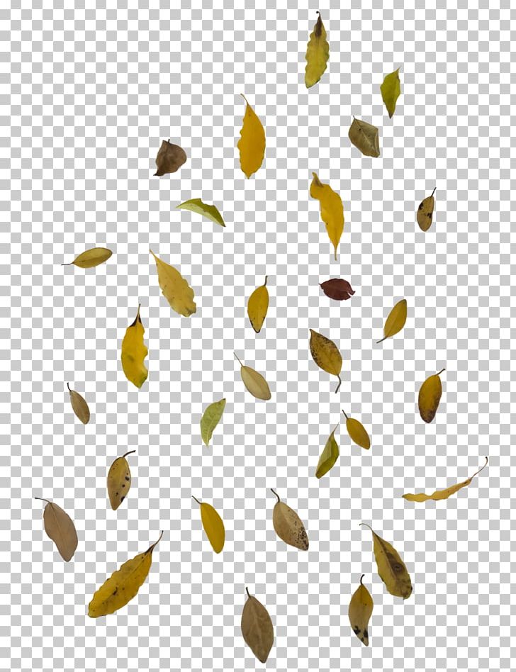 Autumn Leaf Color PNG, Clipart, Autumn Leaf Color, Bit, Branch, Clip Art, Commodity Free PNG Download