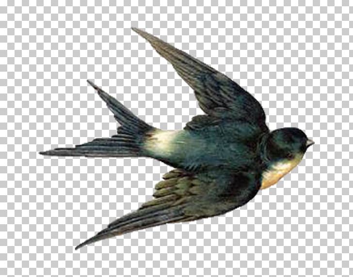 Barn Swallow Bird Flight PNG, Clipart, Animals, Barn Swallow, Beak, Bird, Bird Egg Free PNG Download