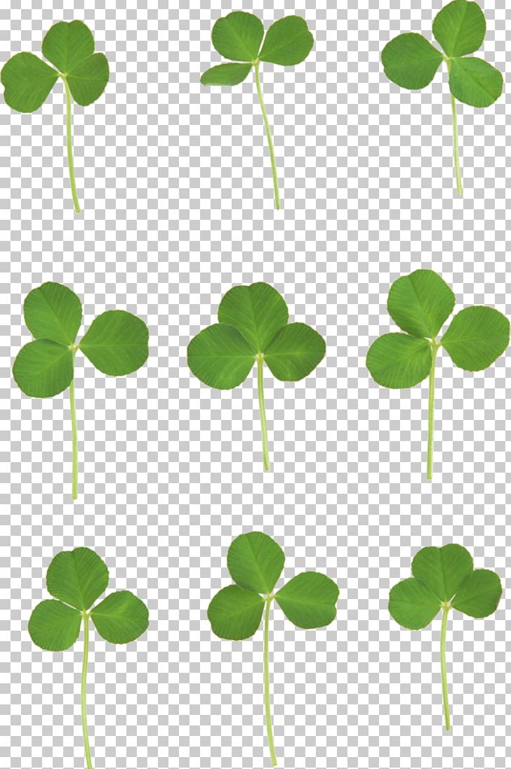 Four-leaf Clover PNG, Clipart, Clover, Display Resolution, Download, Empire State Buildin, Flowers Free PNG Download