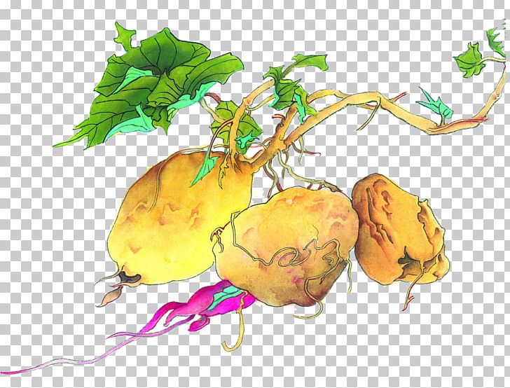 Sweet Potato Food Illustration PNG, Clipart, Animation, Aquatica, Auglis, Cartoon, Comics Free PNG Download